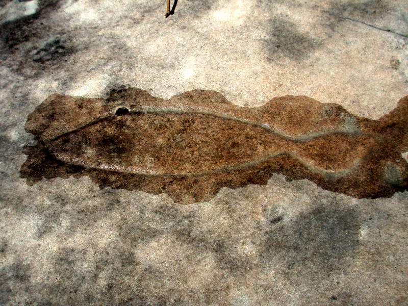 Australia Day - Aboriginal Engravings